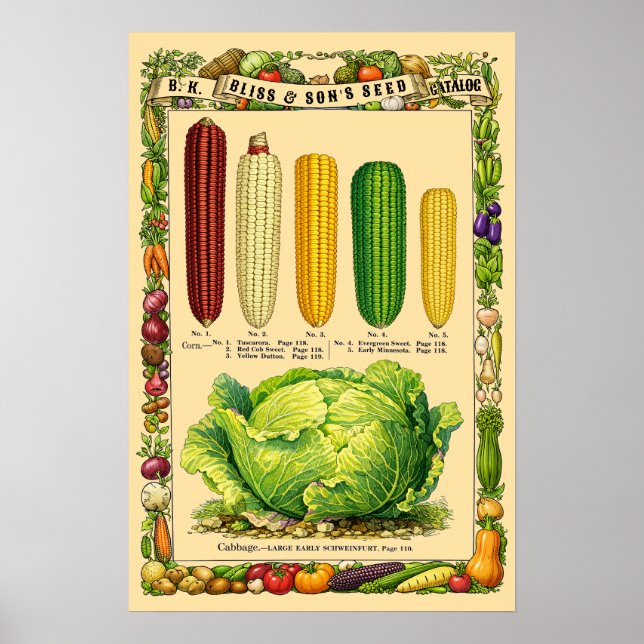 Affiche Corn Retro Victorian Era Botanical Art (Devant)