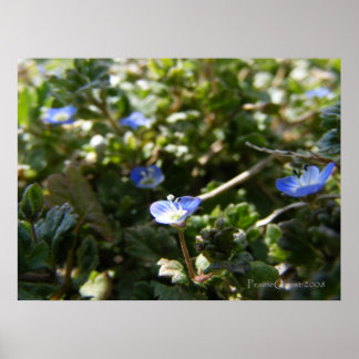 Affiche Corn Speedwell 1