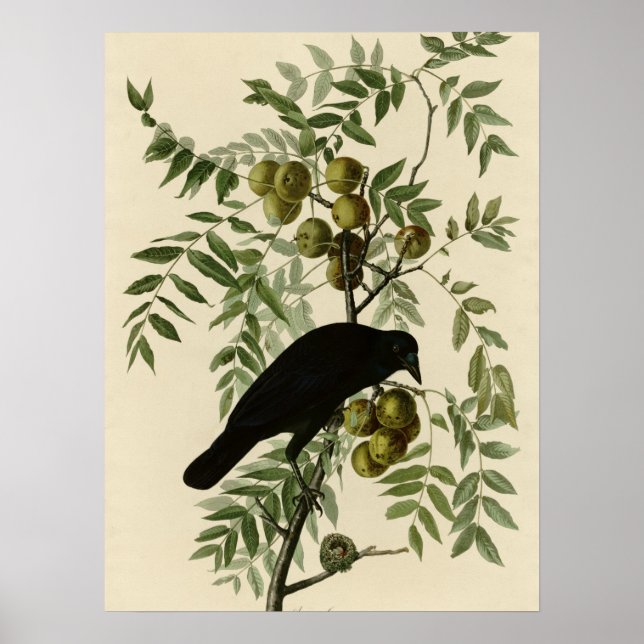 Affiche Corneille américaine (Devant)