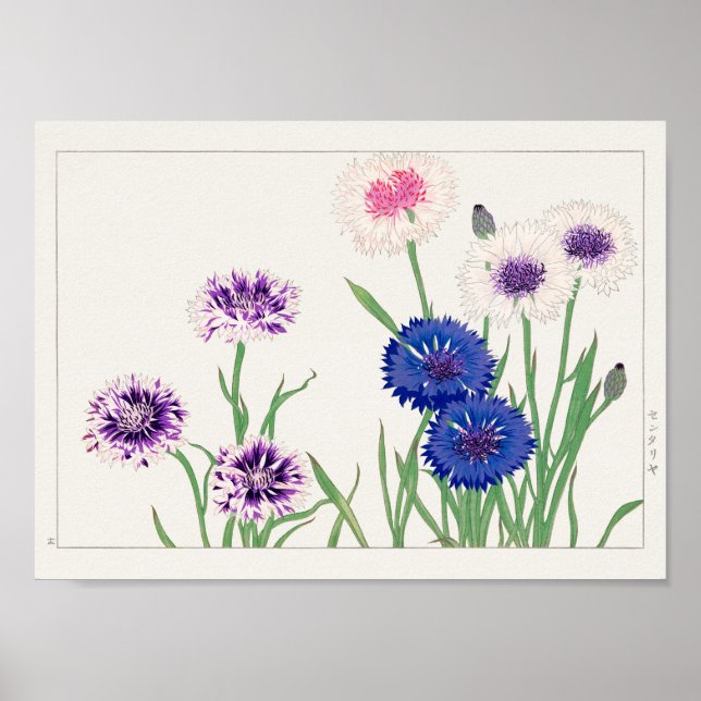Affiche Cornflower de Tanigami Konan (Devant)