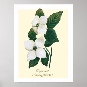 Affiche Cornouiller à fleurs botanique vintage 