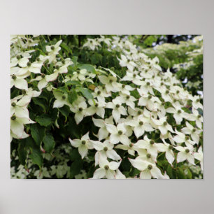 Affiche Cornouillers à Fleurs de Marshall en Fleur