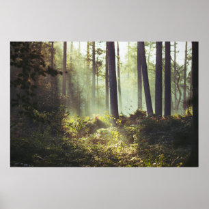Affiche Correction des broussailles dans la forêt