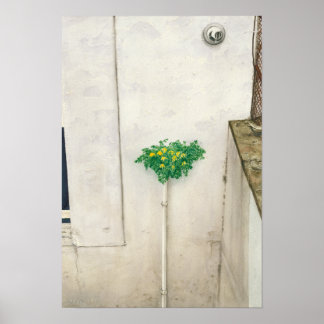 Affiche Corydalis lutea