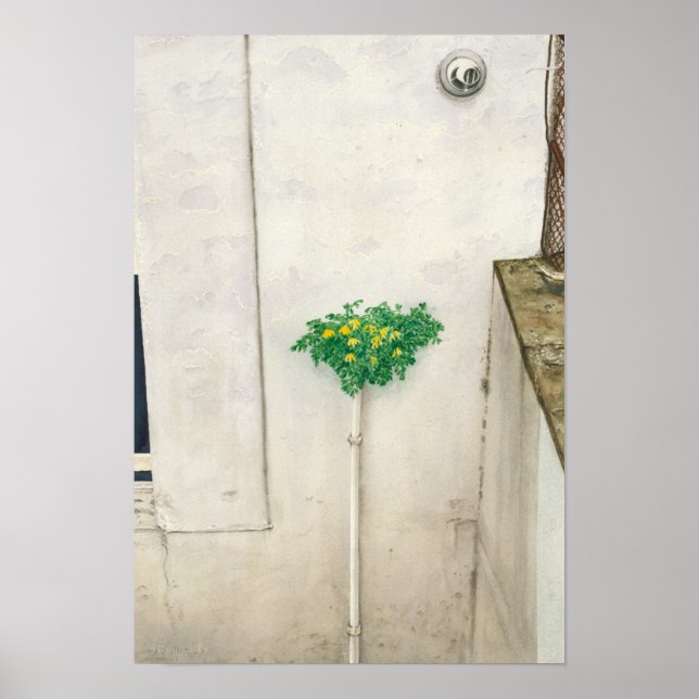 Affiche Corydalis lutea (Devant)