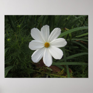 Affiche Cosmea (homonymie)