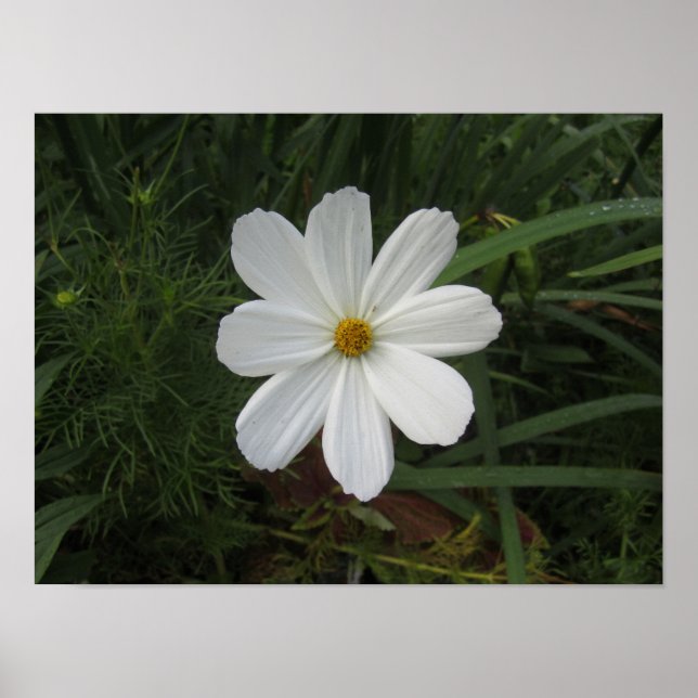 Affiche Cosmea (homonymie) (Devant)