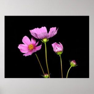 Affiche Cosmos à la nuit