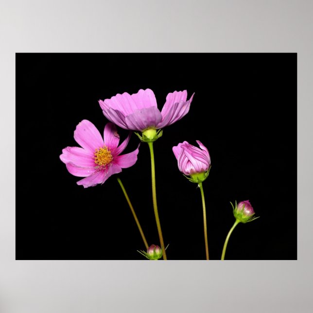 Affiche Cosmos à la nuit (Devant)
