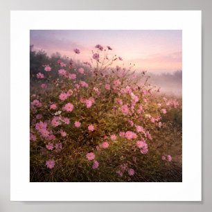 Affiche Cosmos à l'aube calme – Douce prairie matinale
