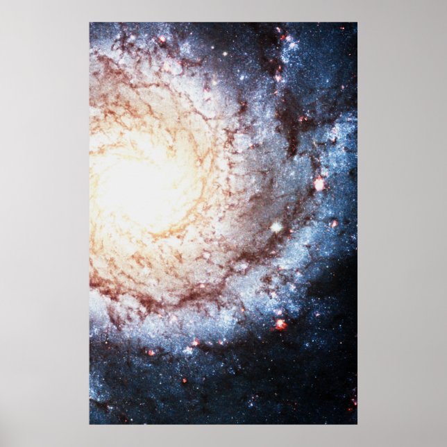 Affiche Cosmos colorés (Devant)