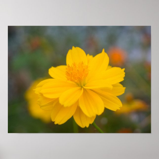Affiche Cosmos de soufre 02 (Devant)