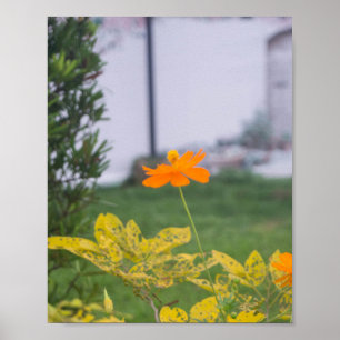 Affiche Cosmos de soufre 03