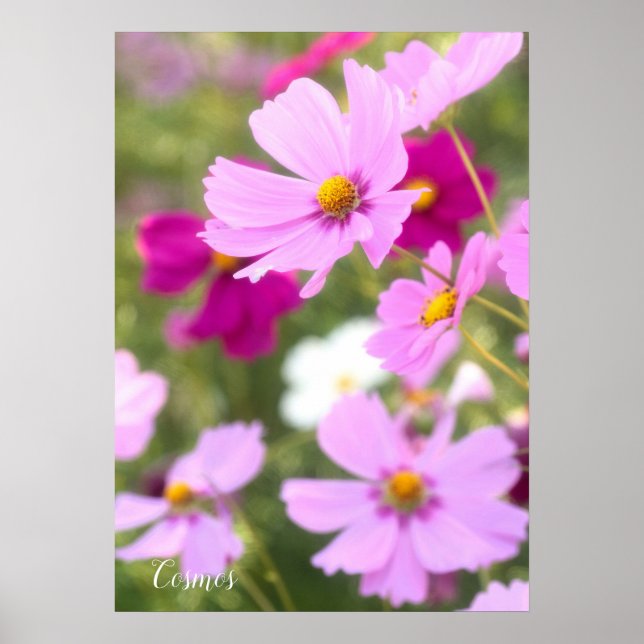Affiche Cosmos [Papier d'affiche de valeur] (Devant)