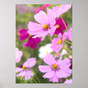 Affiche Cosmos [Papier d'affiche de valeur]