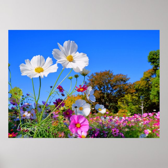 Affiche Cosmos [Poster] (Devant)