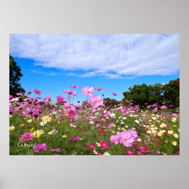 Affiche Cosmos [Poster] (Devant)