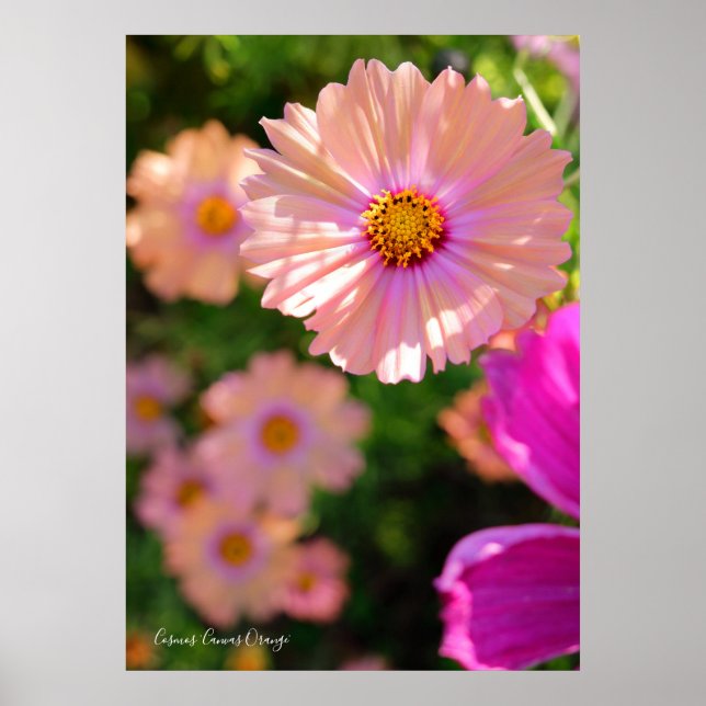 Affiche Cosmos [Poster] (Devant)