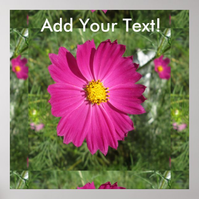 Affiche Cosmos Red Flower (Devant)