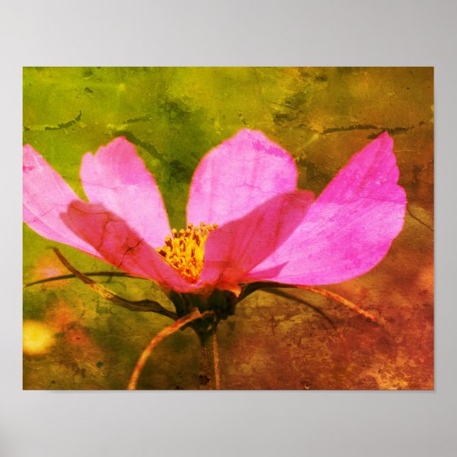 Affiche Cosmos rose simple Fleur Art désespéré (Devant)
