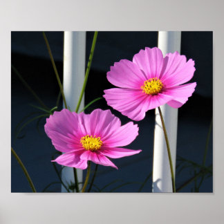 Affiche Cosmos roses à travers la rampe d'escalier de la v