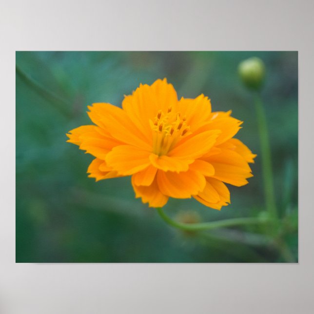 Affiche Cosmos sulfureux 01 (Devant)