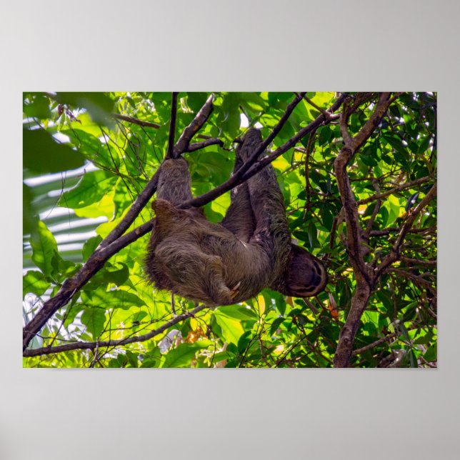 Affiche Costa Rica - Happy Lazy Sloth, Antonio Manuel NP (Devant)