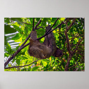 Affiche Costa Rica - Happy Sloth paresseux, Antonio Manuel