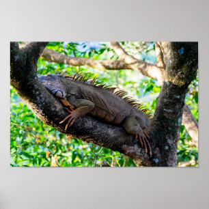 Affiche Costa Rica, Muelle - Lazy Iguana reposant dans un 