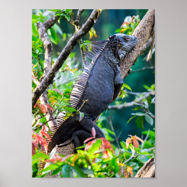 Affiche Costa Rica, Muelle - Lazy Iguana resting in a tree (Devant)