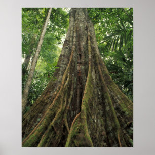 Affiche Costa Rica, Parc national du Corcovado, habillé