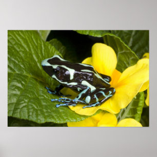 Affiche Costa Rica, péninsule d'Osa