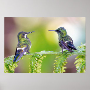 Affiche Costa Rica : Un couple de colibris vert à la feuil