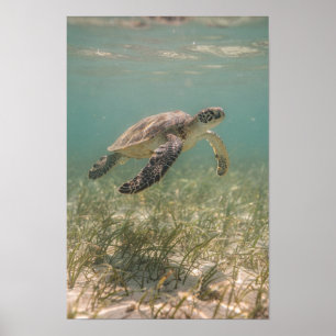 Affiche côtière sarcelle de tortue marine sur herb