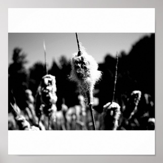 Affiche Coton (Devant)