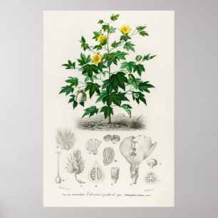 Affiche Coton de Sea Island (gossypium vitifolium)