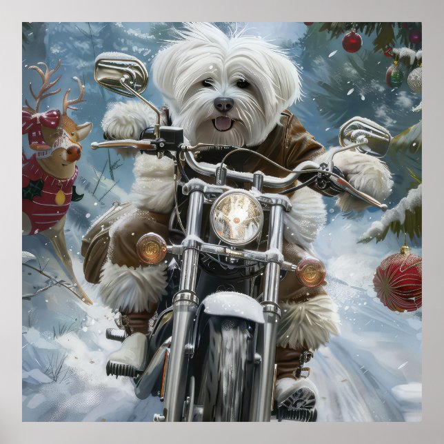 Affiche Coton De Tulear Chien équitation Moto Noël (Devant)