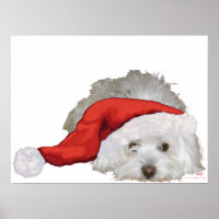 Coton de Tulear - En attente