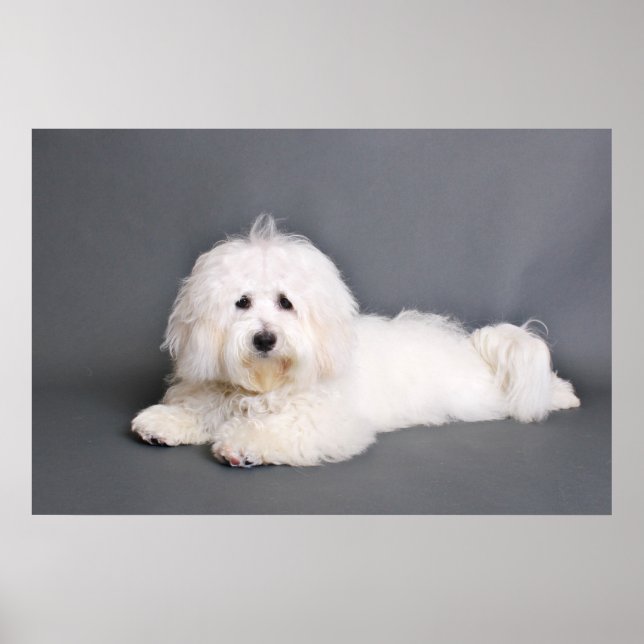 Affiche Coton de Tulear - Joci (Devant)