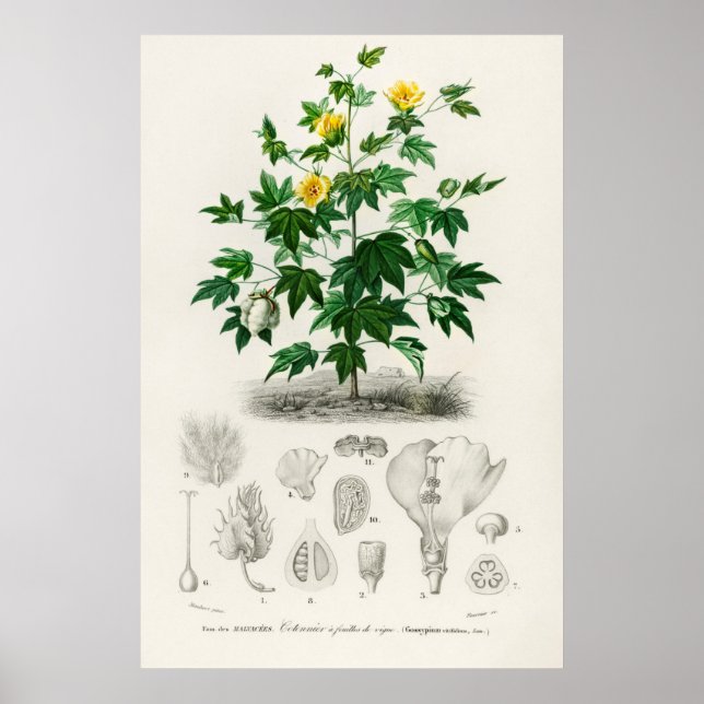 Affiche Coton Sea Island (gossypium vitifolium) (Devant)