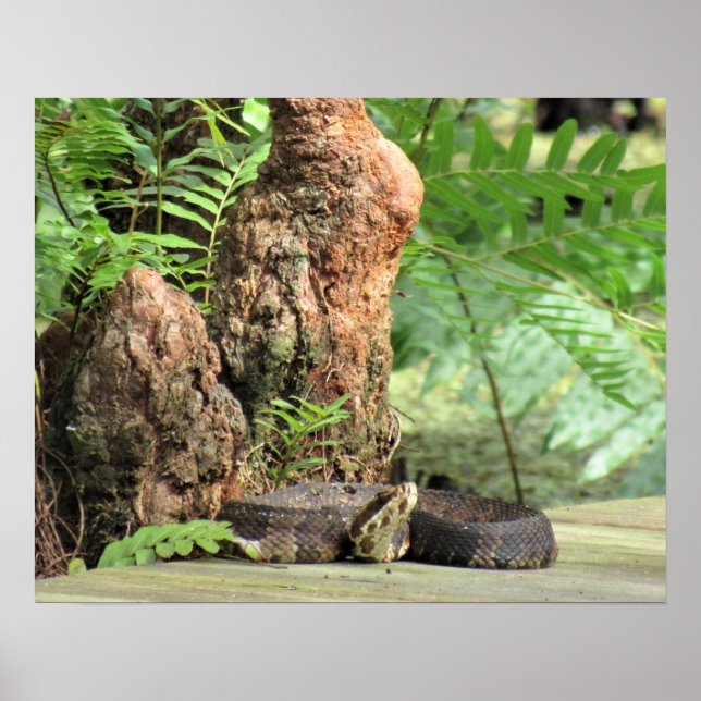 Affiche Cottonmouth (Moccasin d'eau) Serpent sur la promen (Devant)