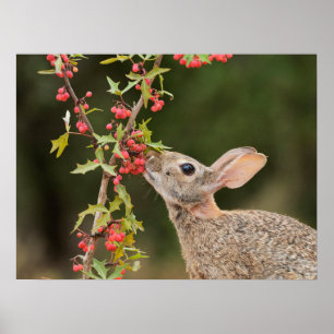 Affiche Cottontail Est   Sud du Texas