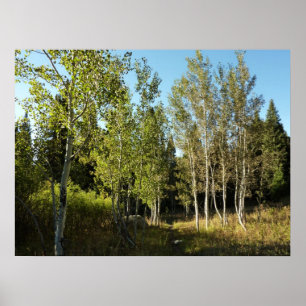 Affiche Cottonwoods le long de Moose Ponds Trail à Grand T