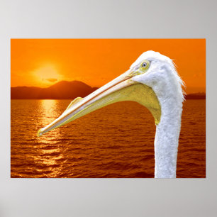 Affiche Coucher de soleil américain de Pélican blanc à Cor