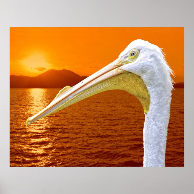 Affiche Coucher de soleil américain de Pélican blanc à Cor (Devant)