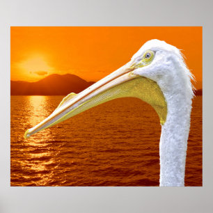 Affiche Coucher de soleil américain de Pélican blanc à Cor