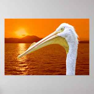 Affiche Coucher de soleil américain de Pélican blanc à Cor
