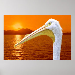 Affiche Coucher de soleil américain de Pélican blanc à Cor