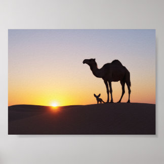 Affiche Coucher de soleil avec chameau et renard fennec
