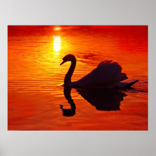 Affiche Coucher de soleil avec Swan